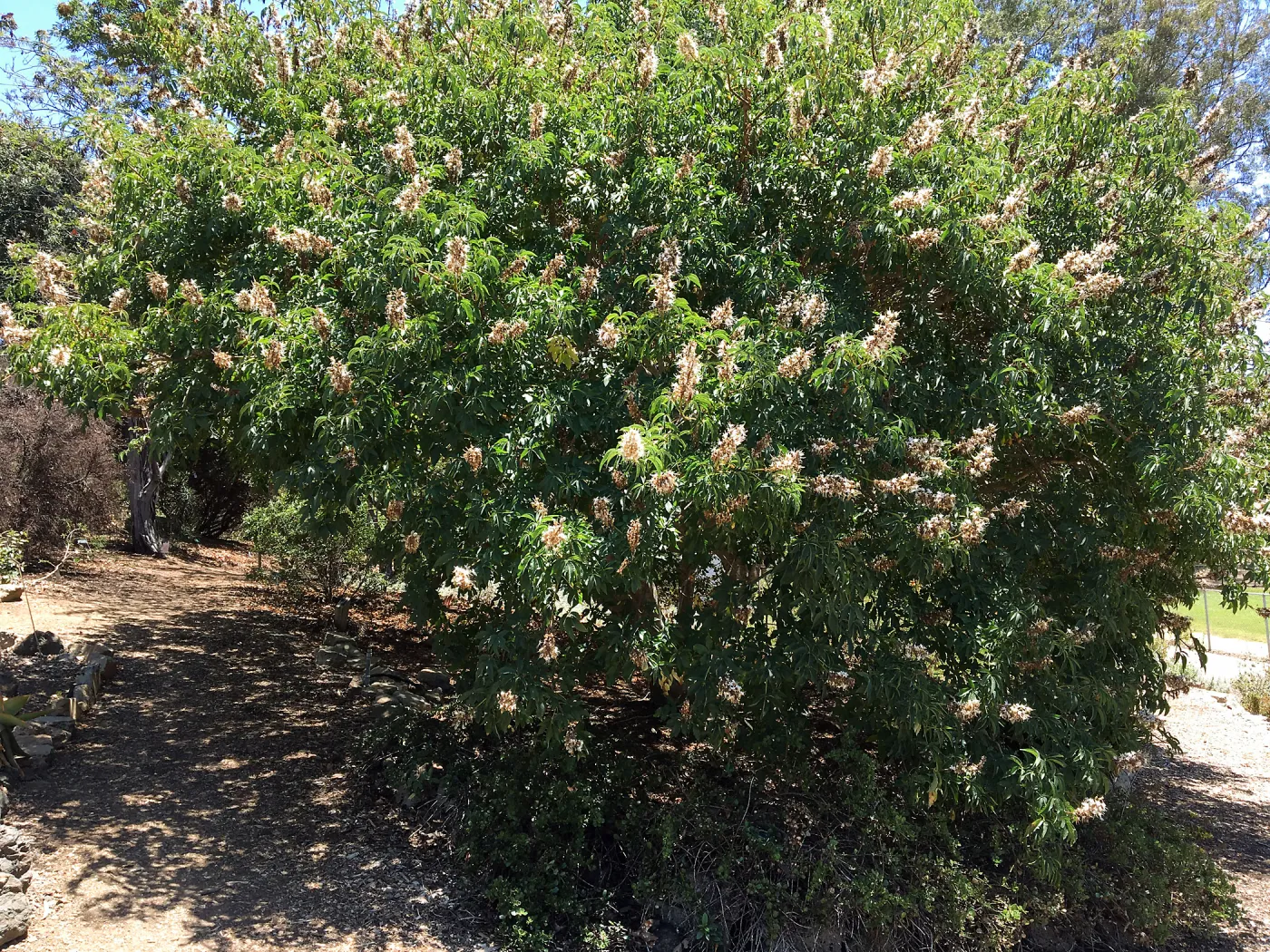 San Luis Obispo Botanic Garden, Aesculus californica