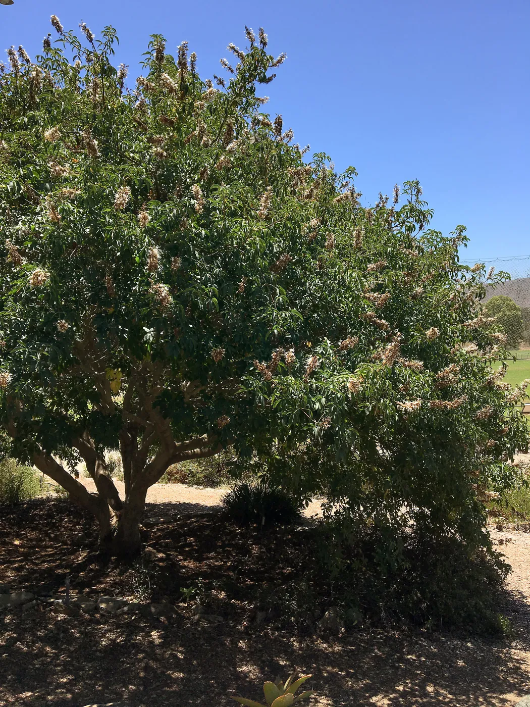 San Luis Obispo Botanic Garden, Aesculus californica
