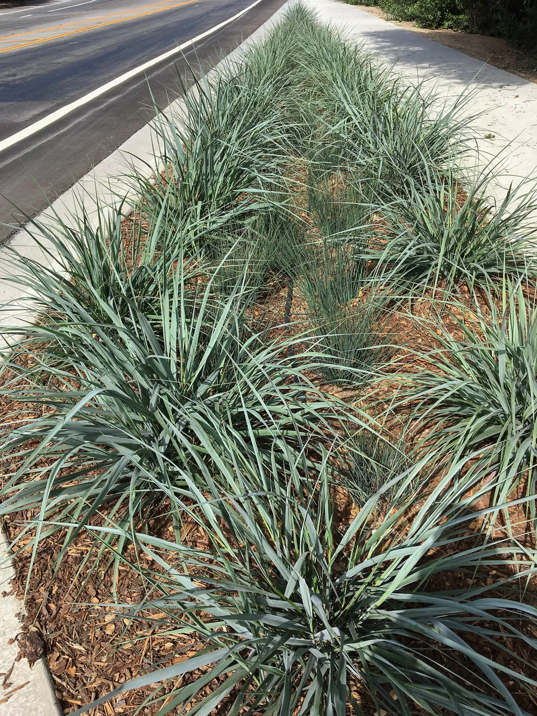 Roundabout at Las Positas and Cliff Drive, Leymus Canyon Prince