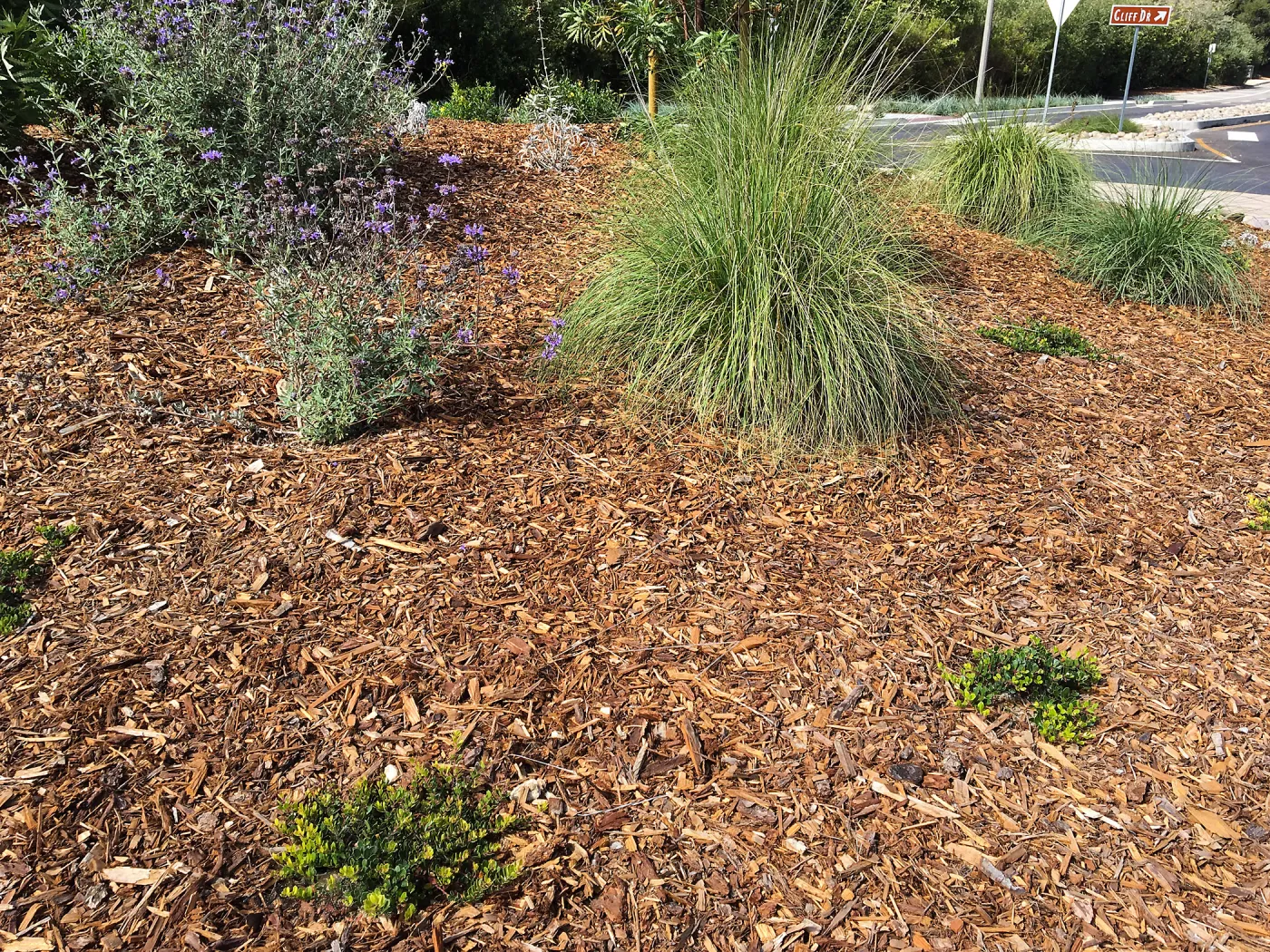 Roundabout at Las Positas and Cliff Drive, Salvia (Sage) Allen Chickering