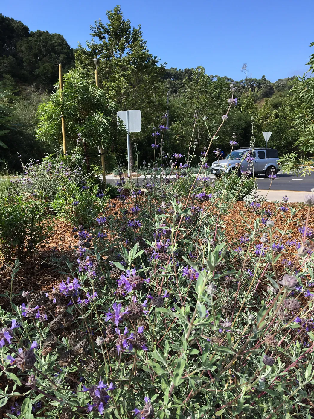 Roundabout at Las Positas and Cliff Drive, Salvia (Sage) Allen Chickering