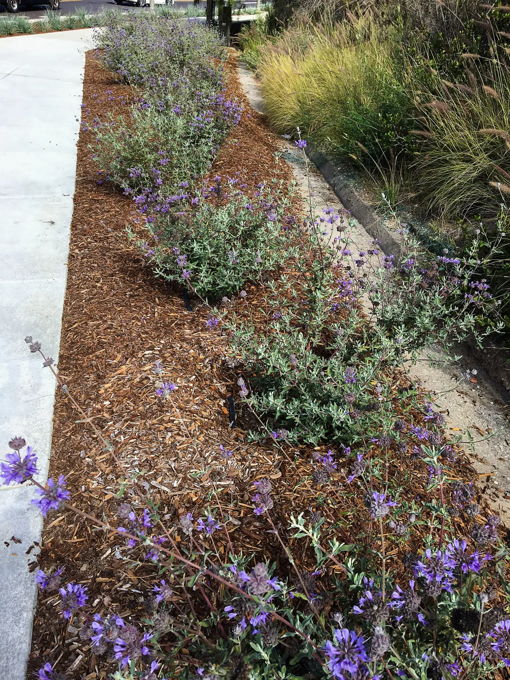Roundabout at Las Positas and Cliff Drive, Salvia (Sage) Allen Chickering