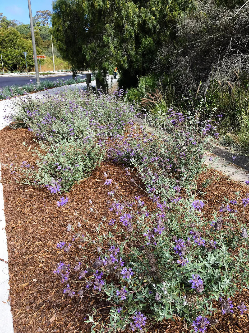 (sage) Roundabout at Las Positas and Cliff Drive. Salvia (Sage)