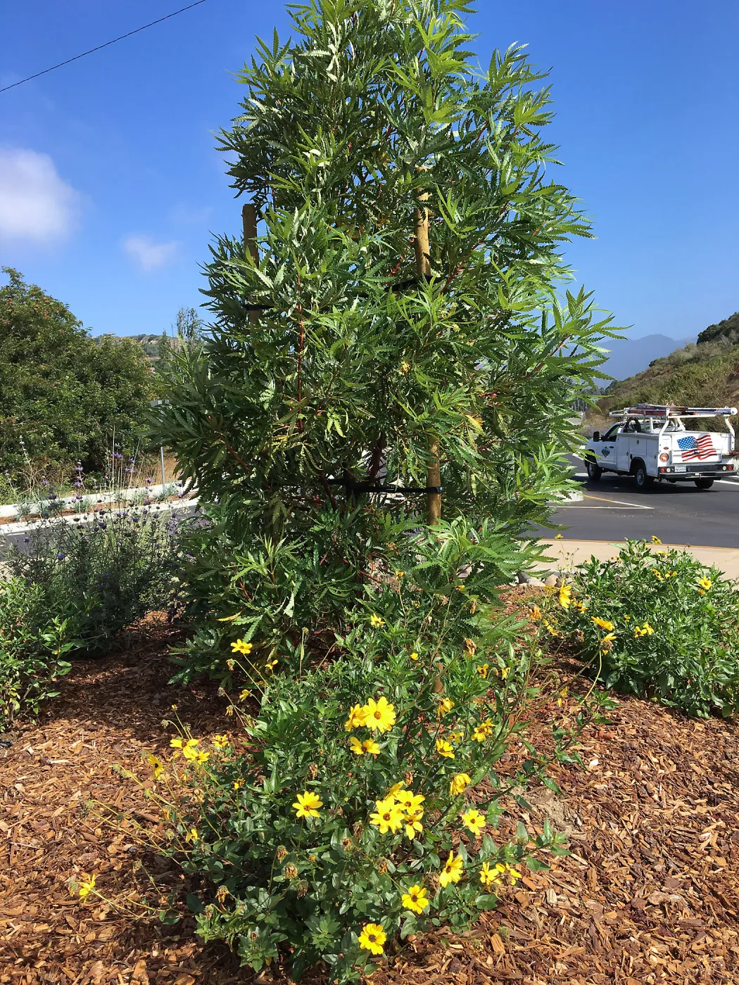 Roundabout at Las Positas and Cliff Drive, Encelia californica & Lyonothamnus Santa Cruz Island Ironwood