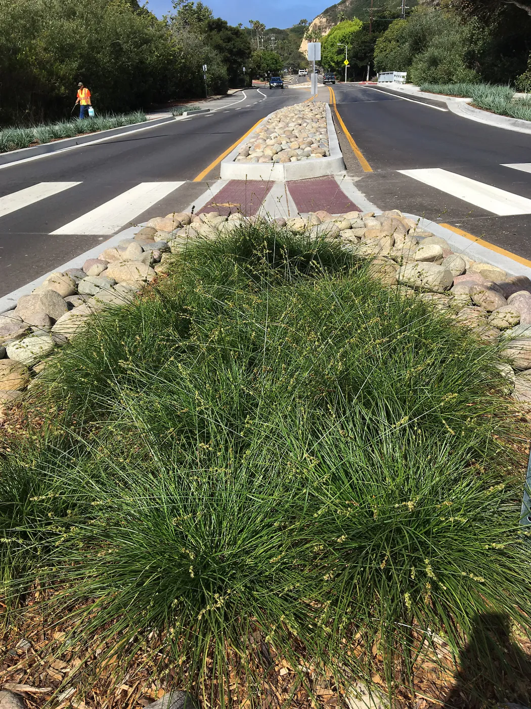 Roundabout at Las Positas and Cliff Drive. Carex