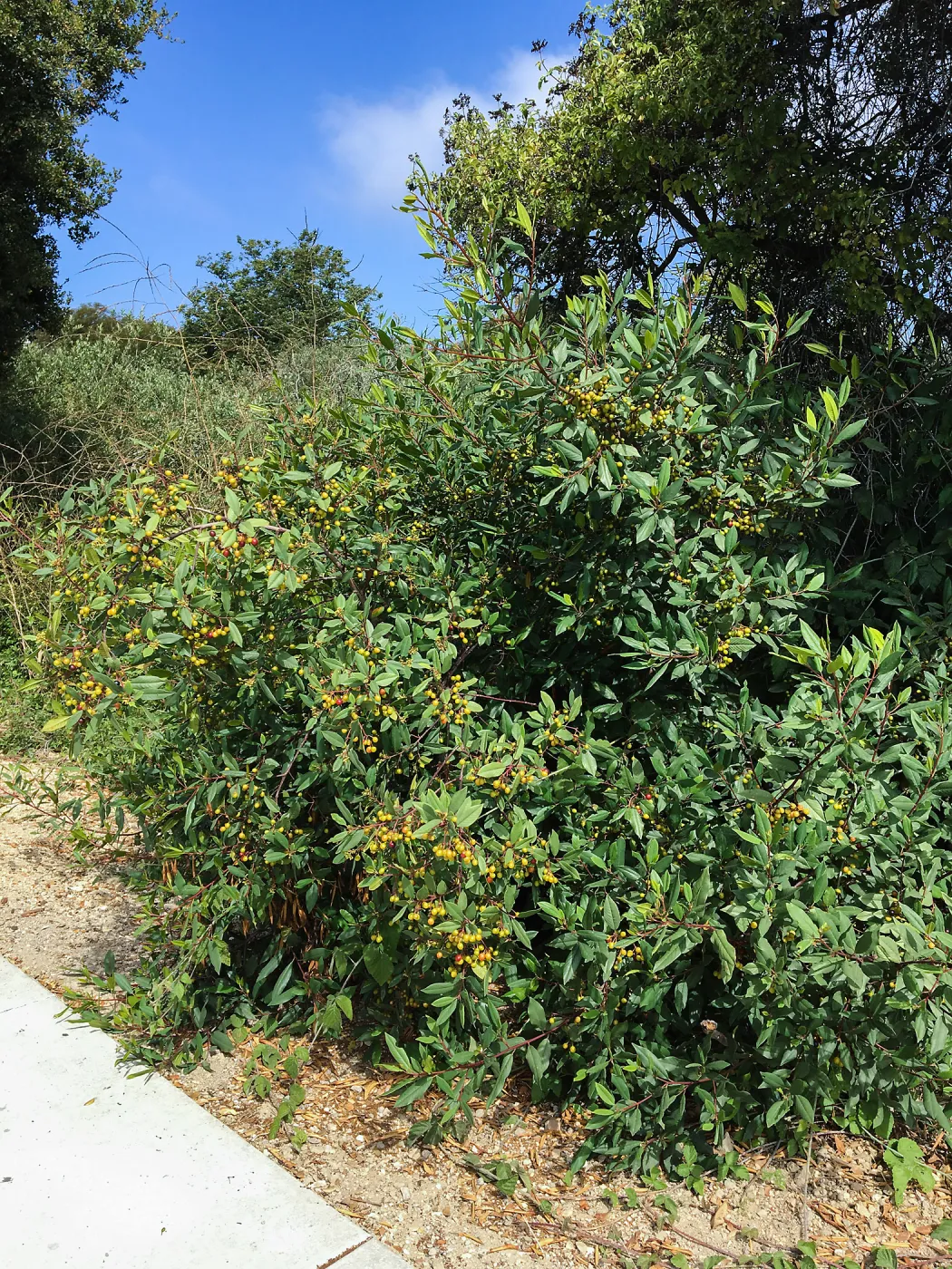 Frangula californica in natural vegetation ajacent to round-about at Los Positas Rd