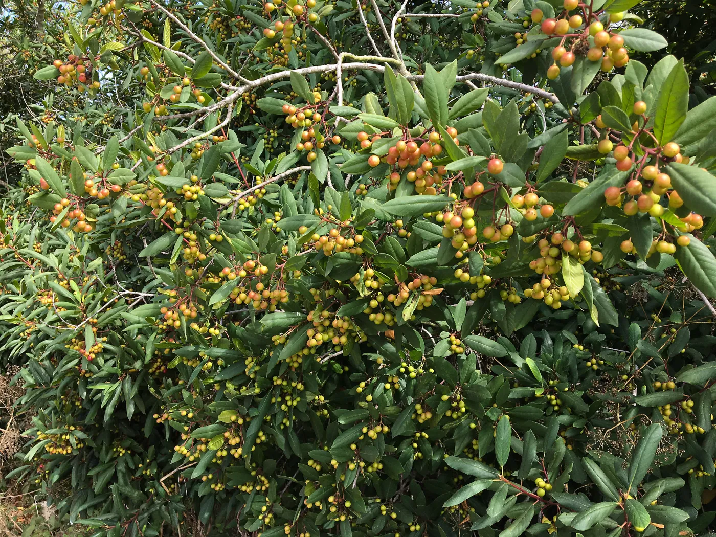 Frangula californica in natural vegetation ajacent to round-about at Los Positas Rd