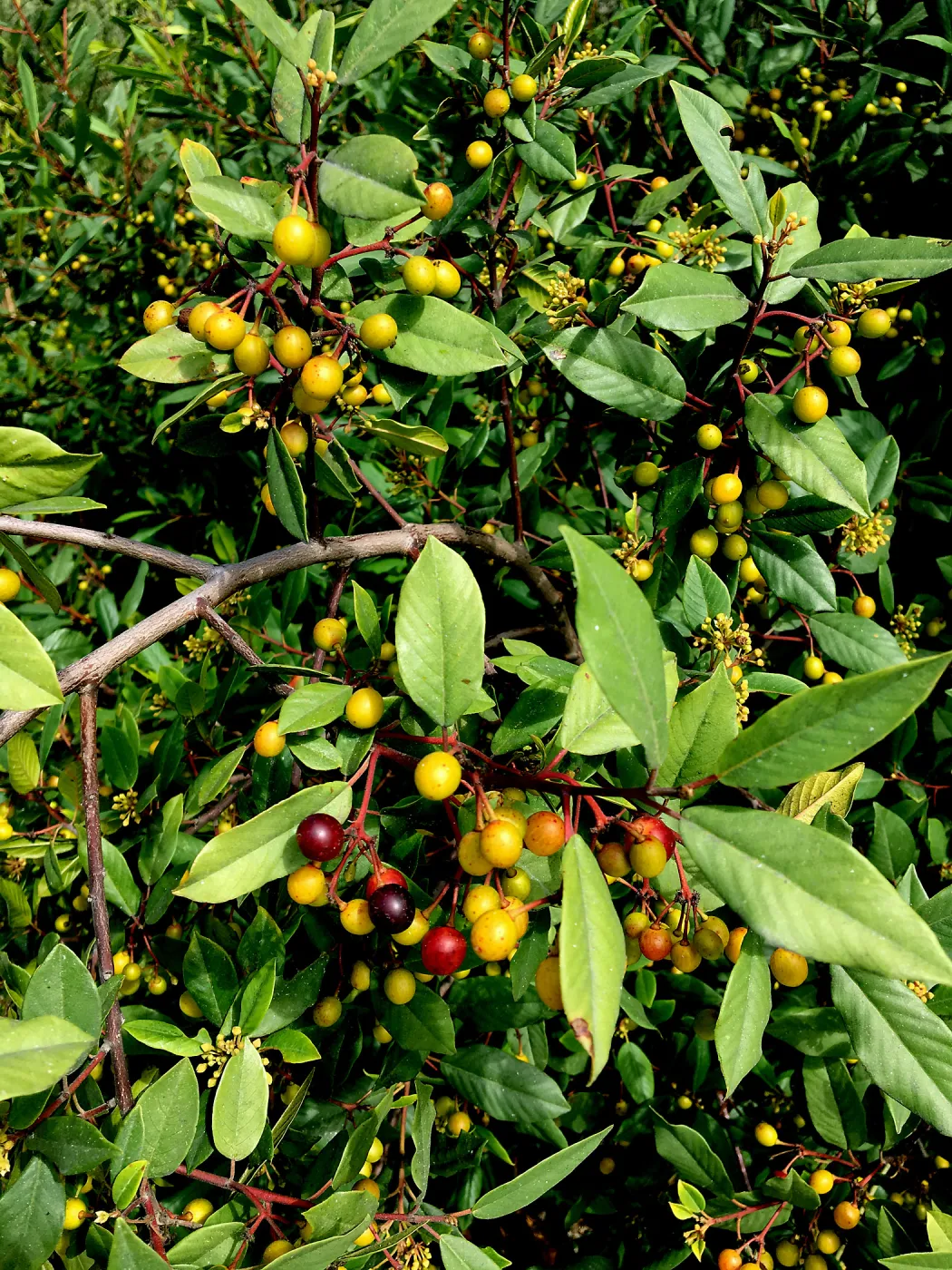 Frangula californica in natural vegetation ajacent to round-about at Los Positas Rd