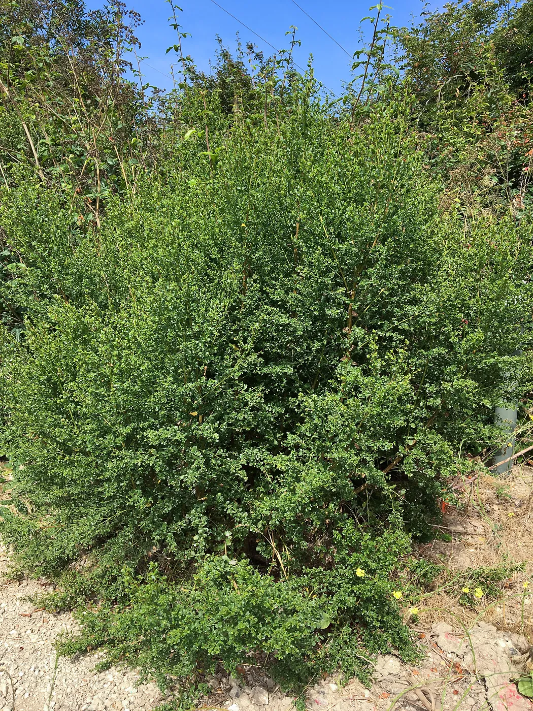 Baccharis pilularis in natural vegetation ajacent to round-about at Los Positas Rd