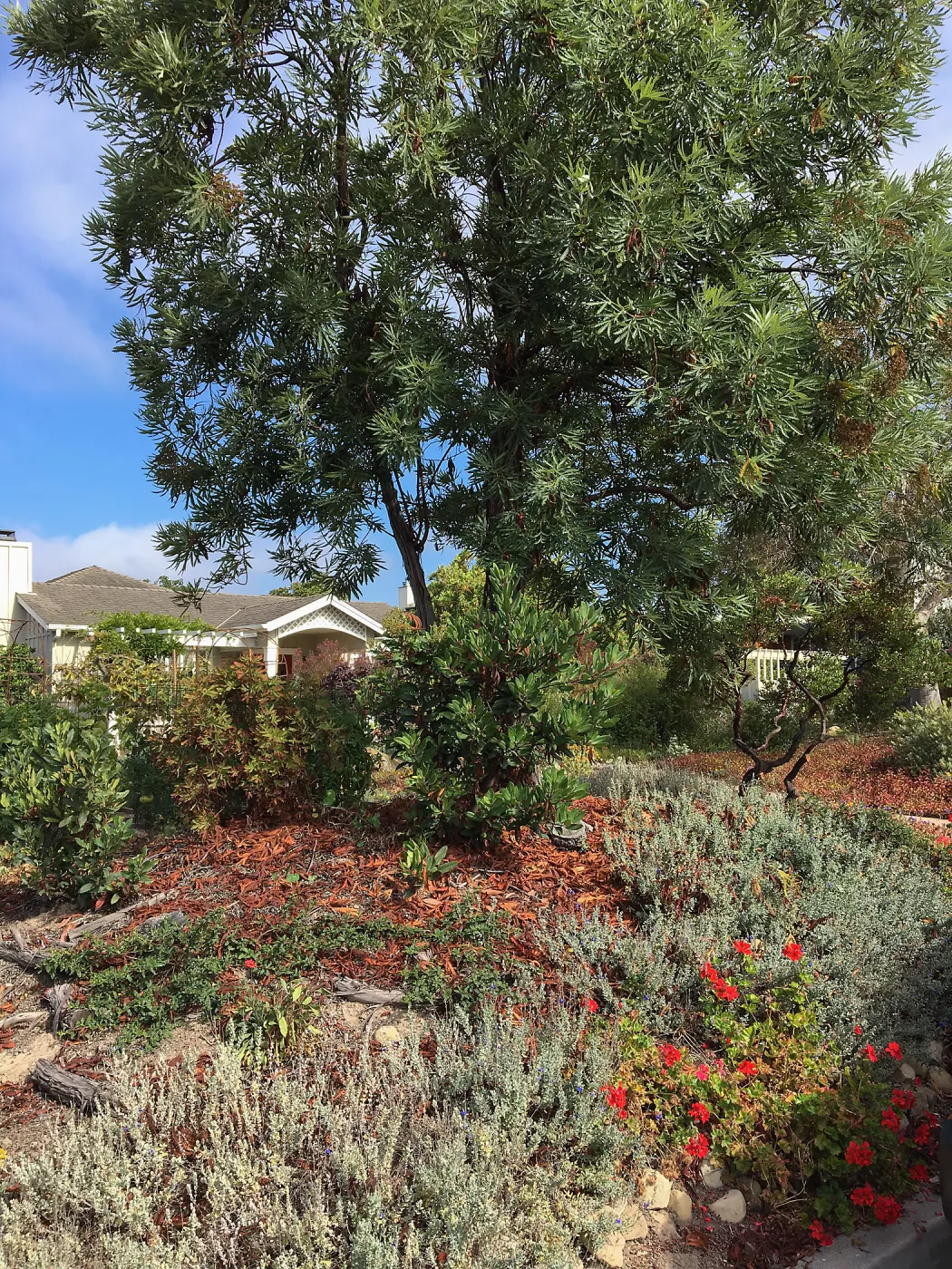 Native plant garden on Oliver Road, Santa Barbara CA