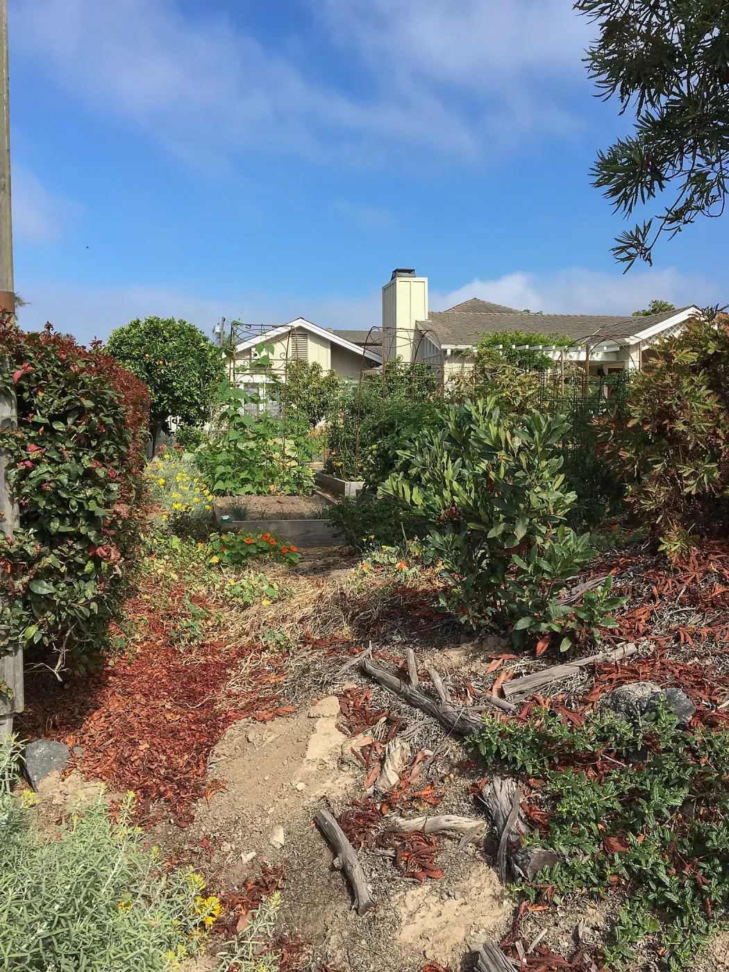 Native plant garden on Oliver Road, Santa Barbara CA