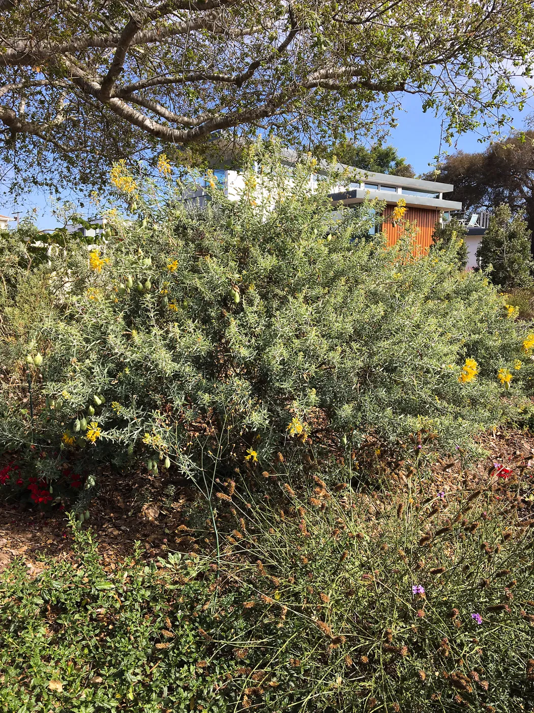 Native plant garden on Oliver Road, Santa Barbara CA. Cleome arborea