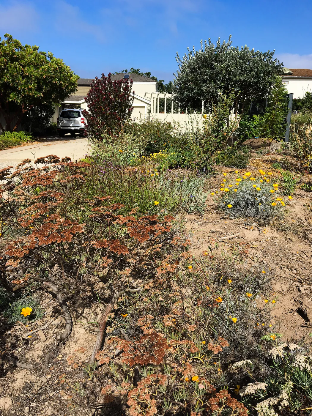 Native plant garden on Oliver Road, Santa Barbara CA