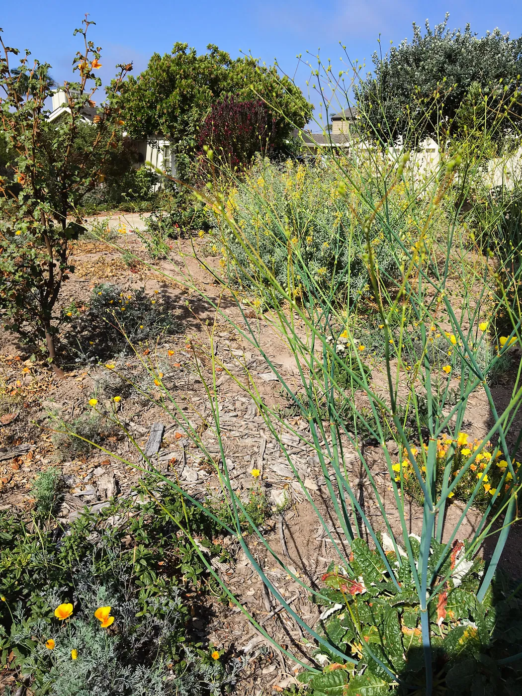 Native plant garden on Oliver Road, Santa Barbara CA