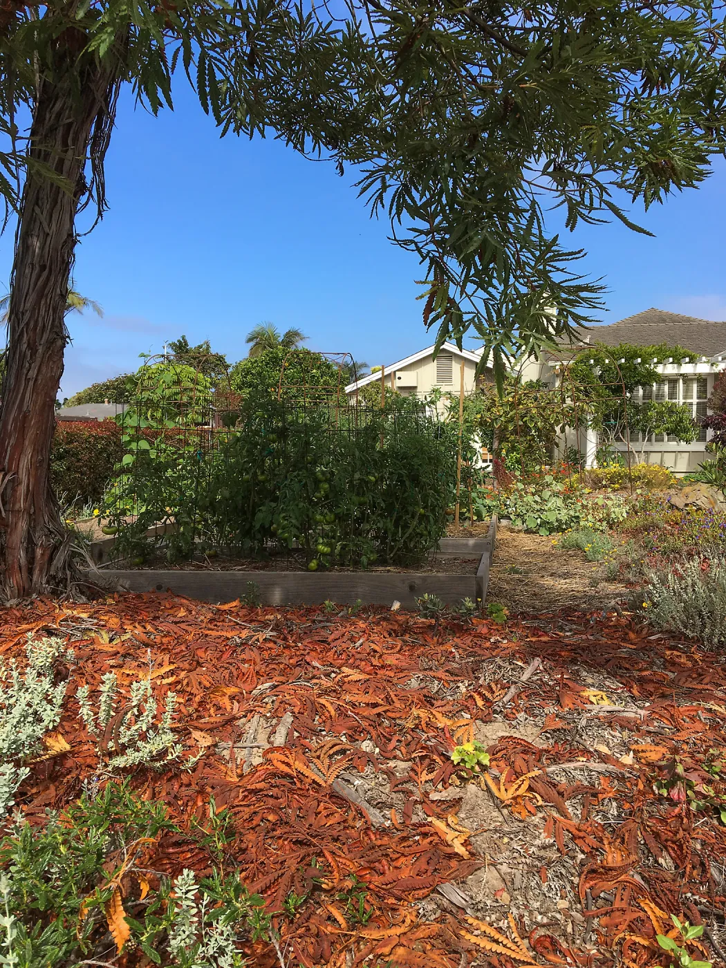 Native plant garden on Oliver Road, Santa Barbara CA