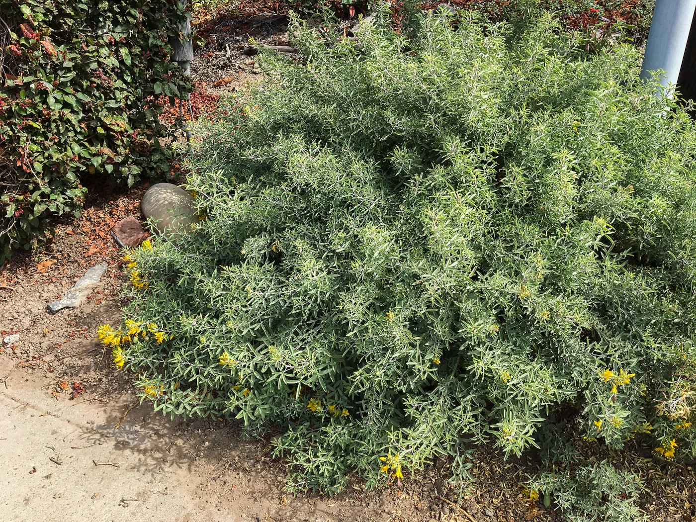 Native plant garden on Oliver Road, Santa Barbara CA. Cleome arborea