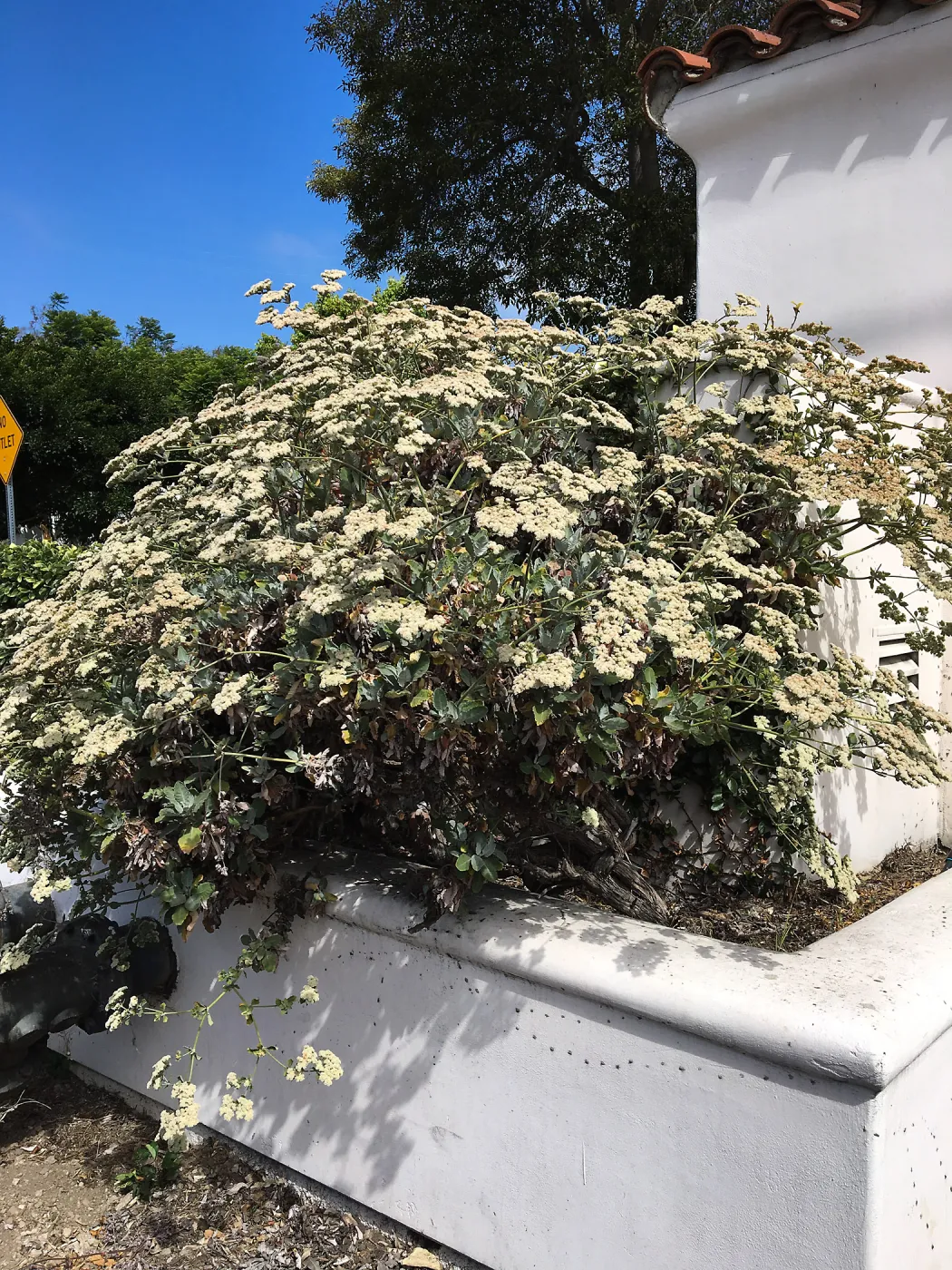 Eriogonum giganteum 