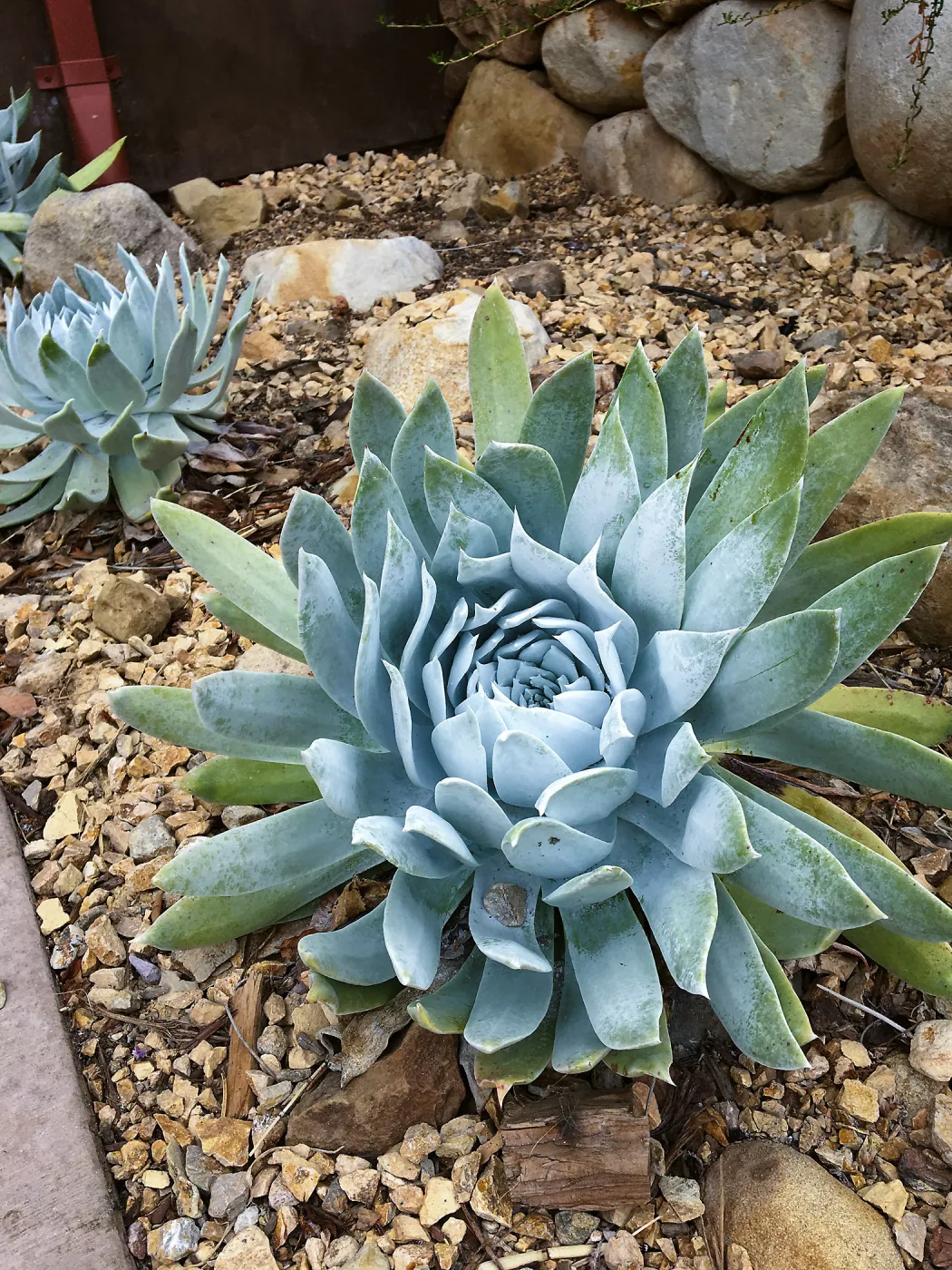 Dudleya brittonii