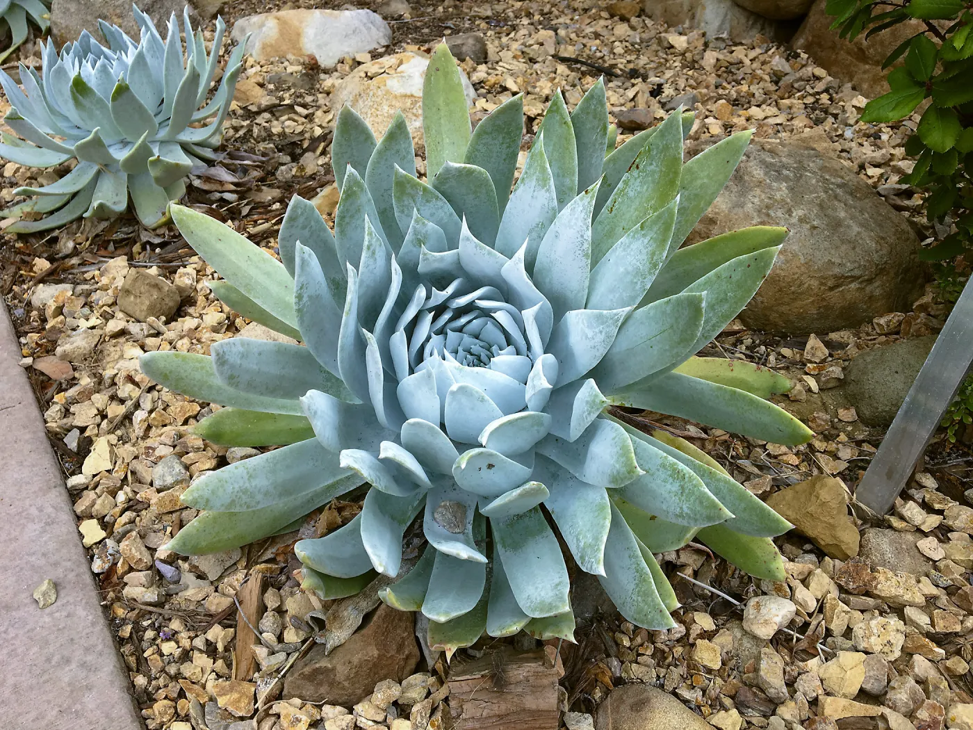 Dudleya brittonii