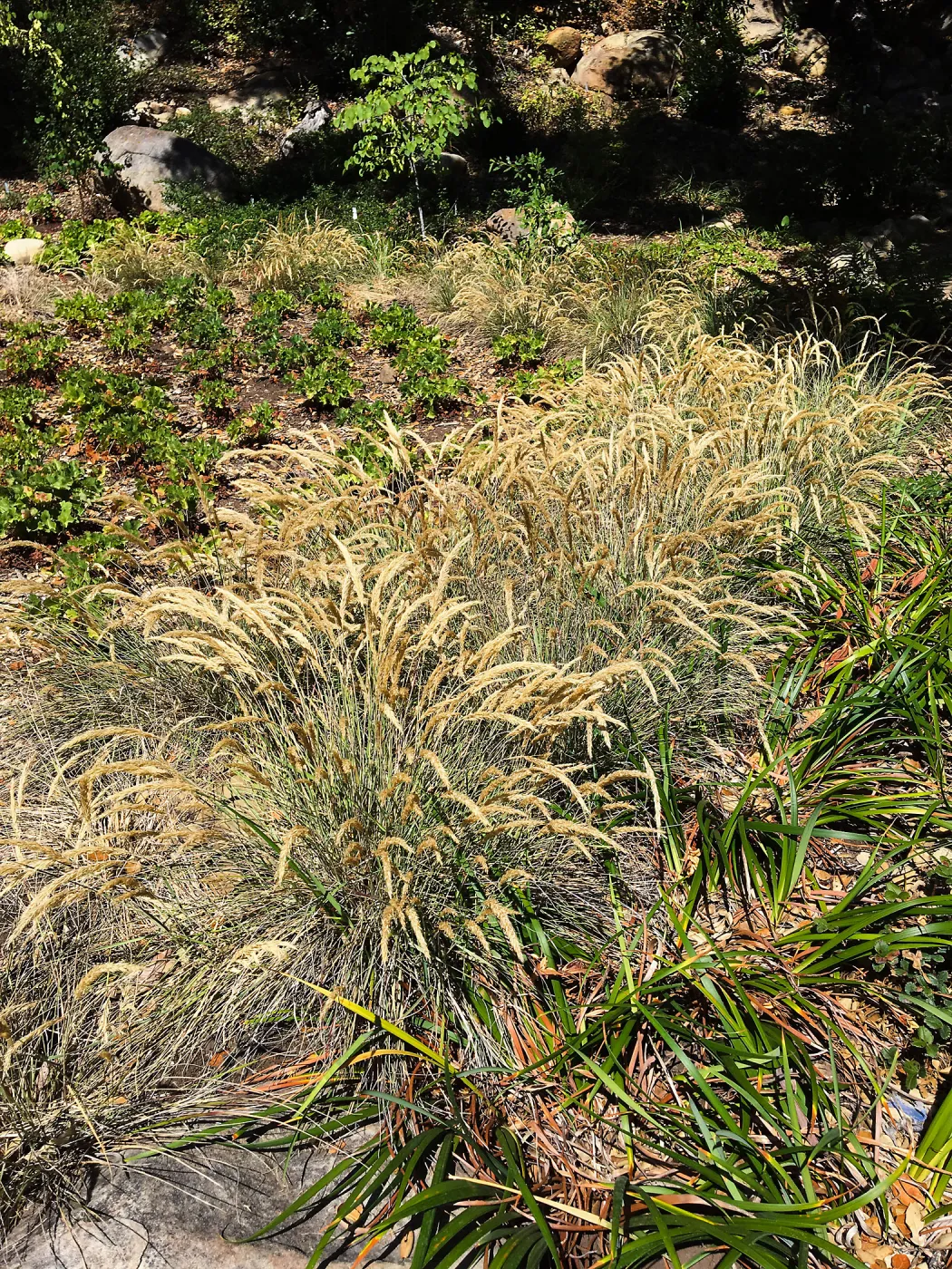 Calamagrostis foliosa in the Wooded Dell