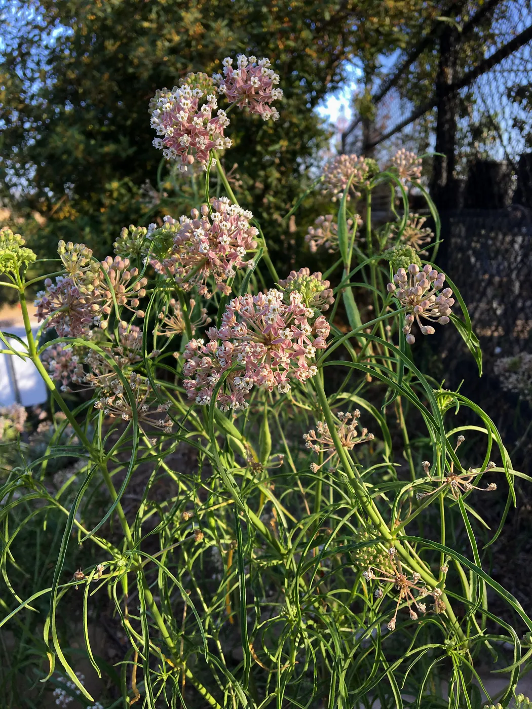 Asclepias fascicularis 