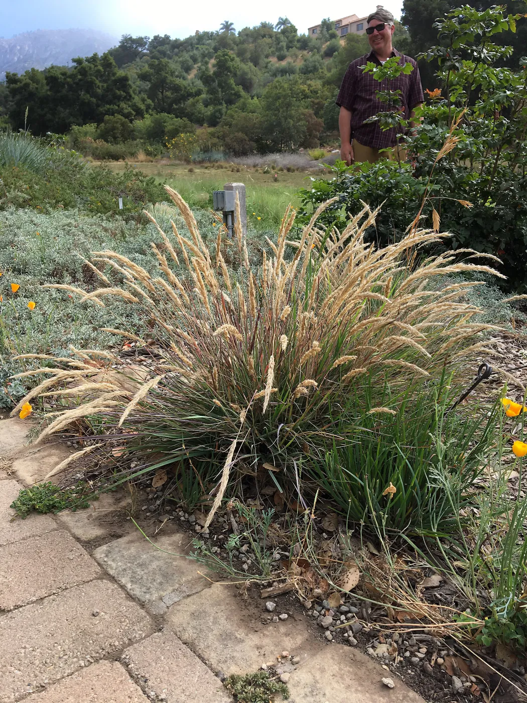 Calamagrostis foliosa in Meadow Border, Bruce Reed