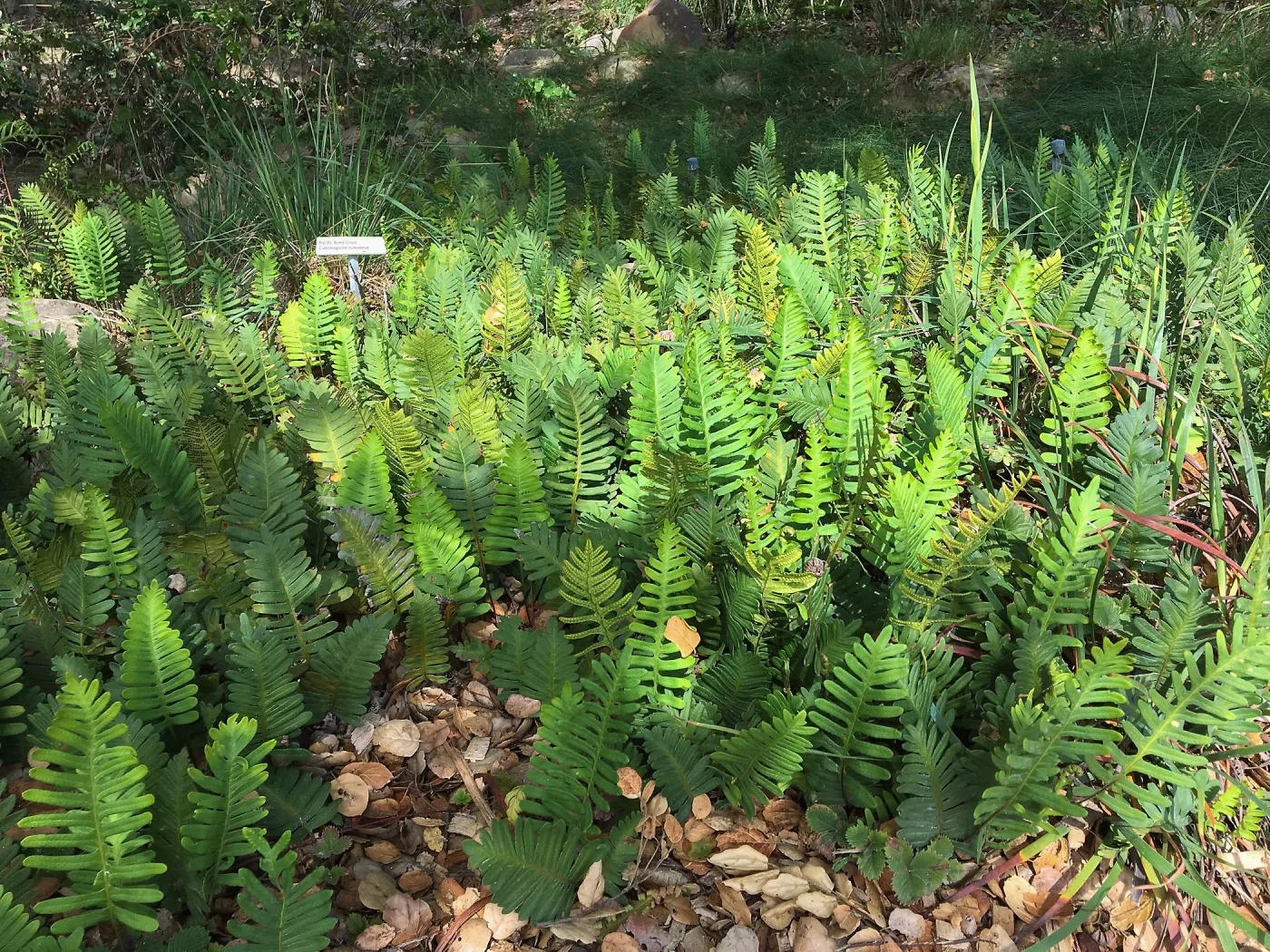 Polypodium californicum hybrid at pond