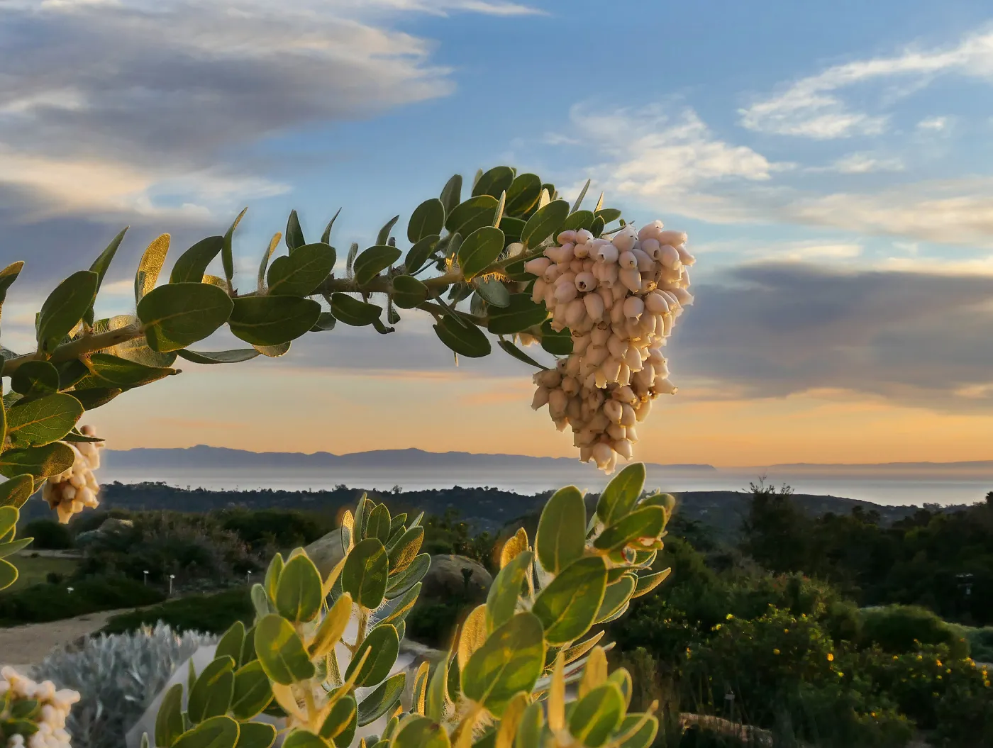 McMinn's Manzanita Arctostaphylos viridissima
