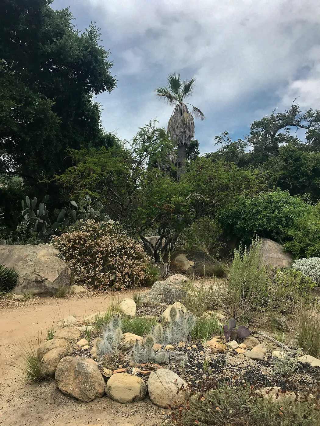 Desert Section