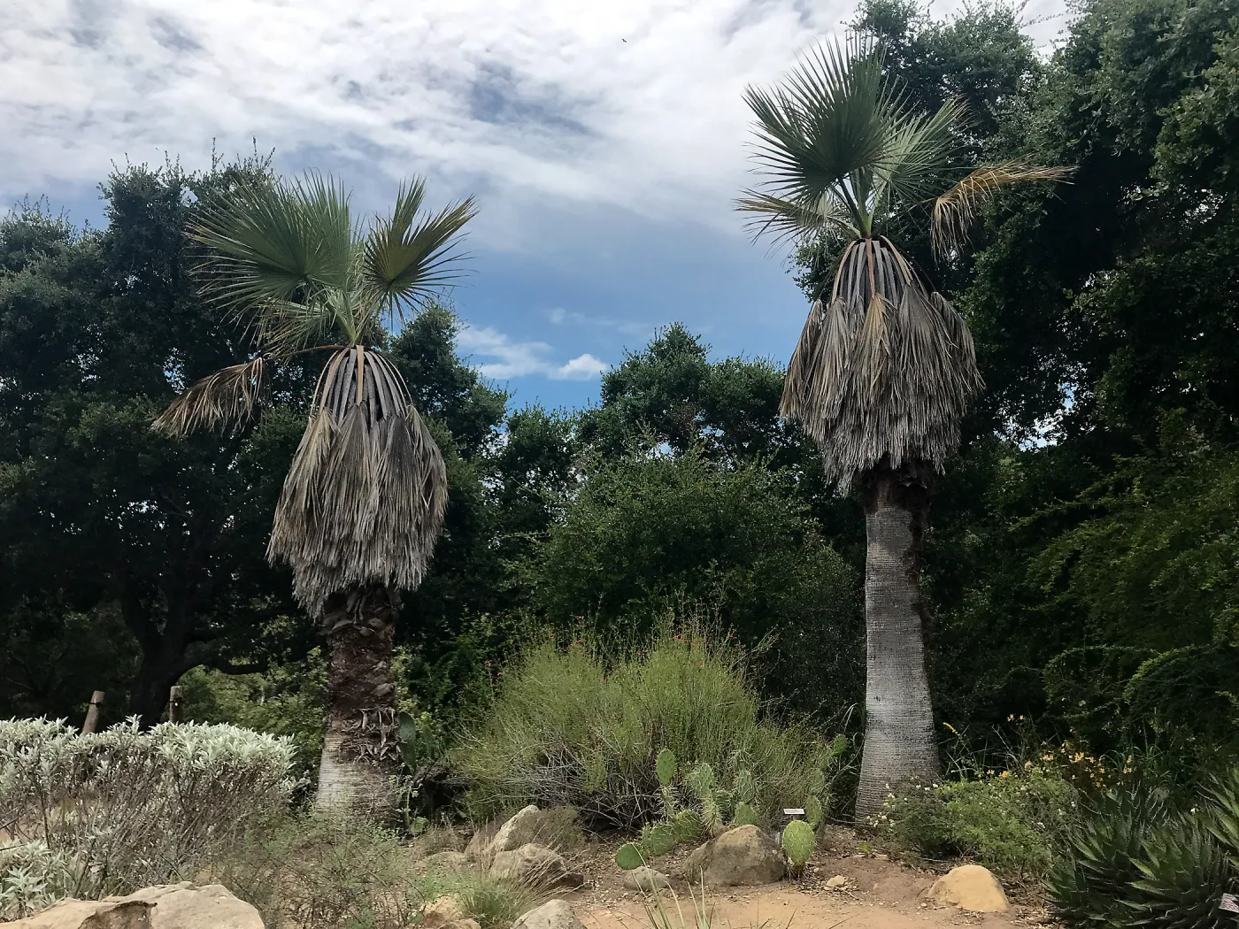 Desert Section