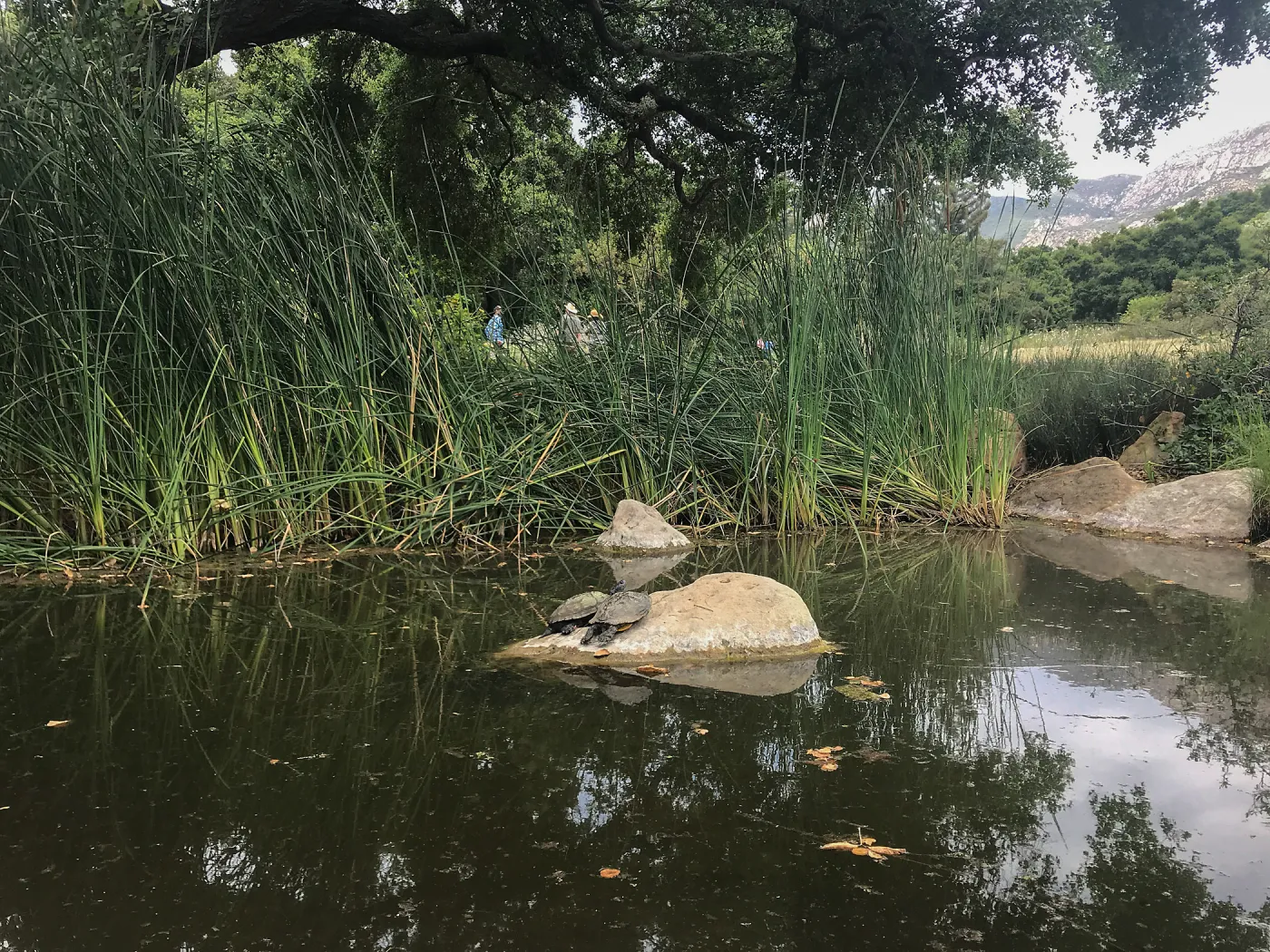 Bessie Bullard Pond