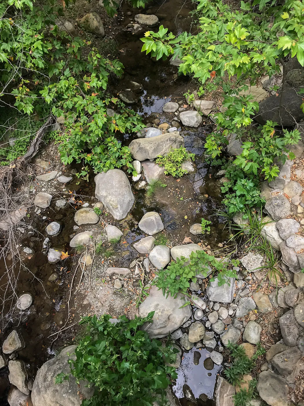 Mission Creek below the Campbell Bridge