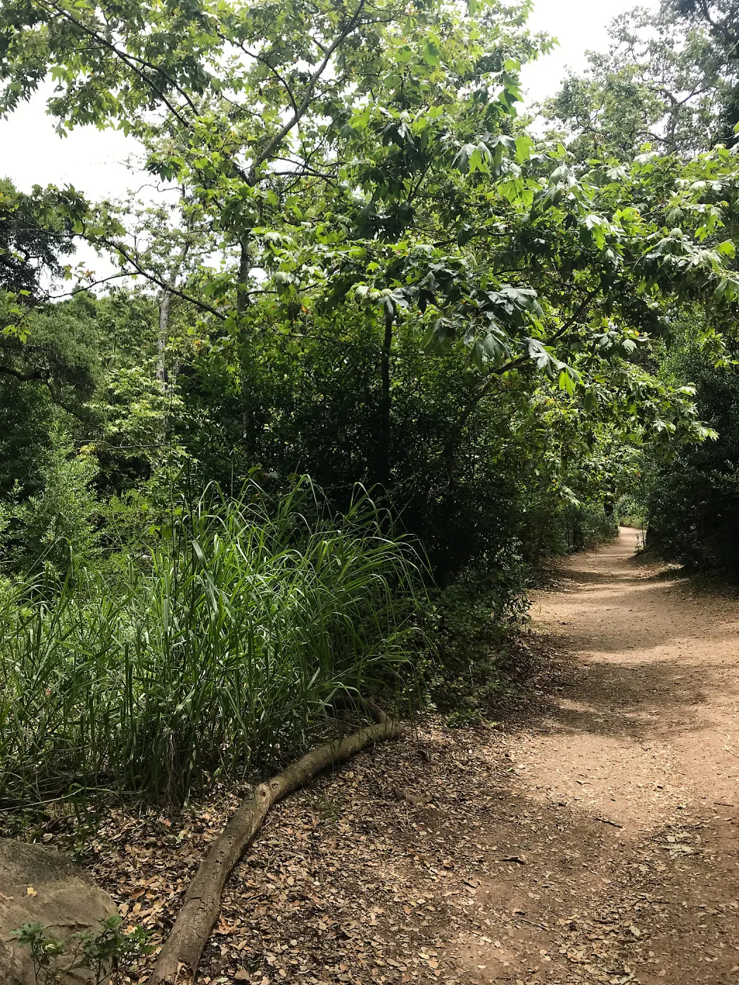 Canyon Trail