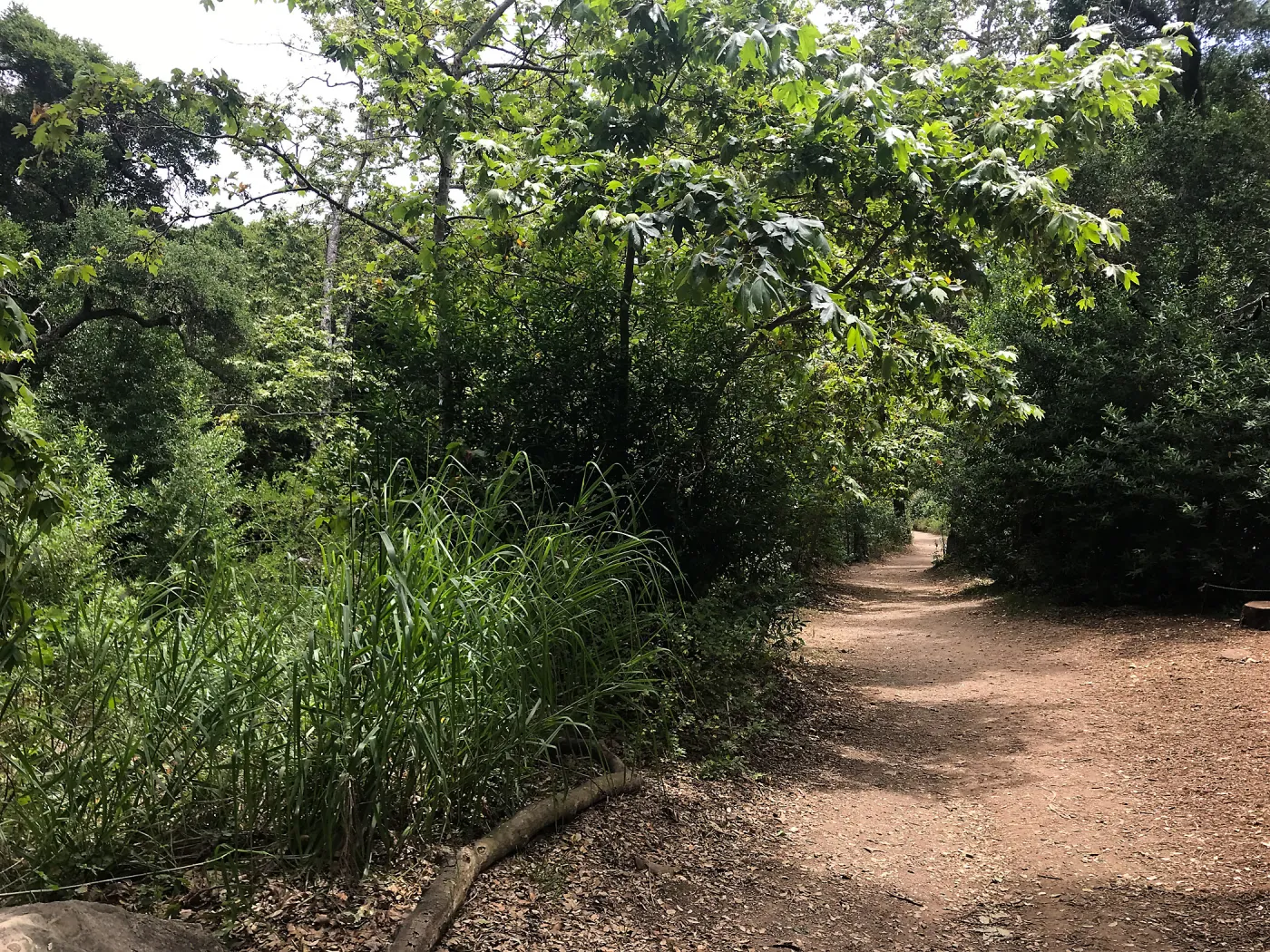 Canyon Trail