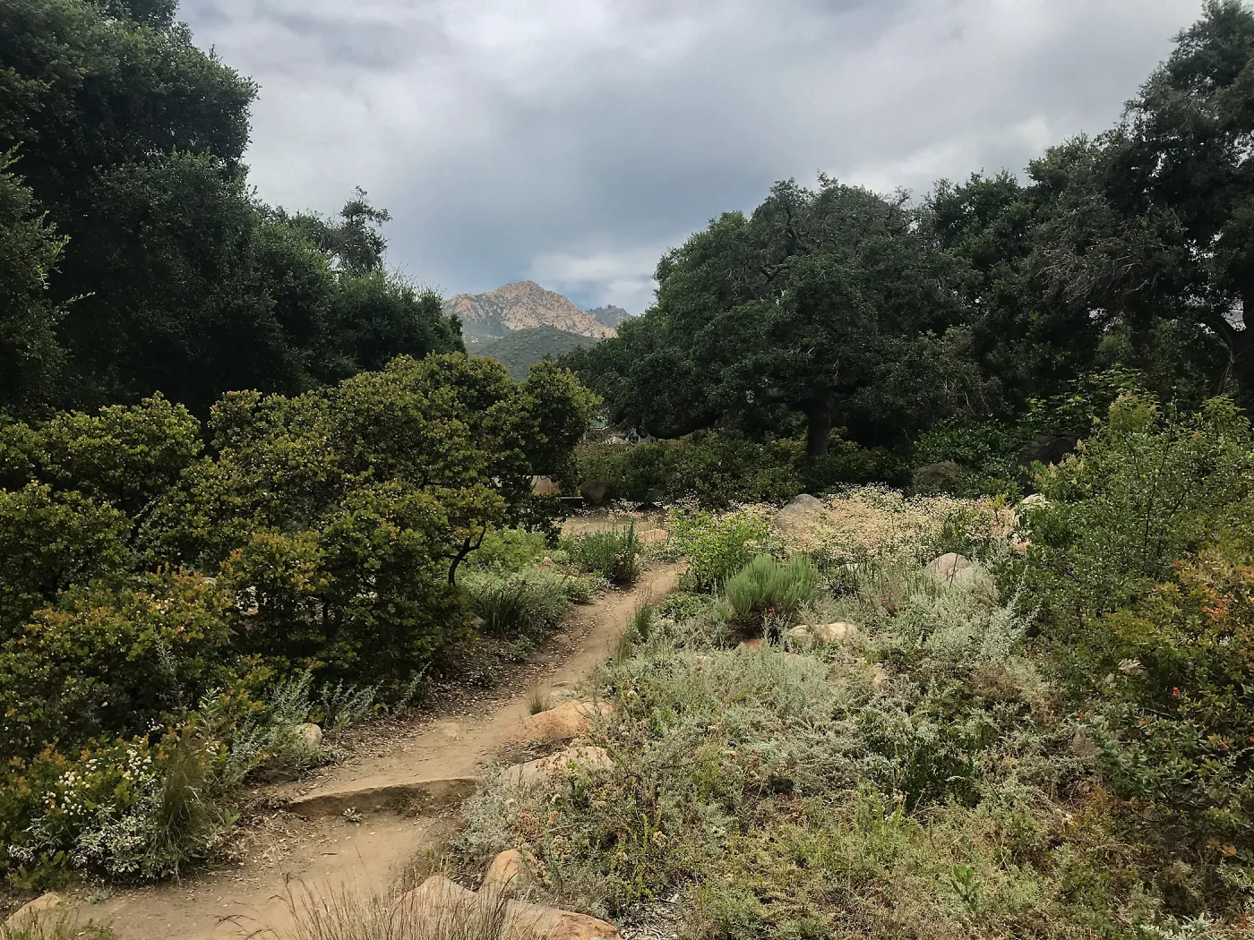 Manzanita Section
