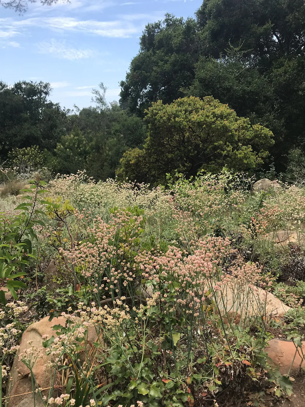 Eriogonum (wild buckwheat) in the Manzanita Section