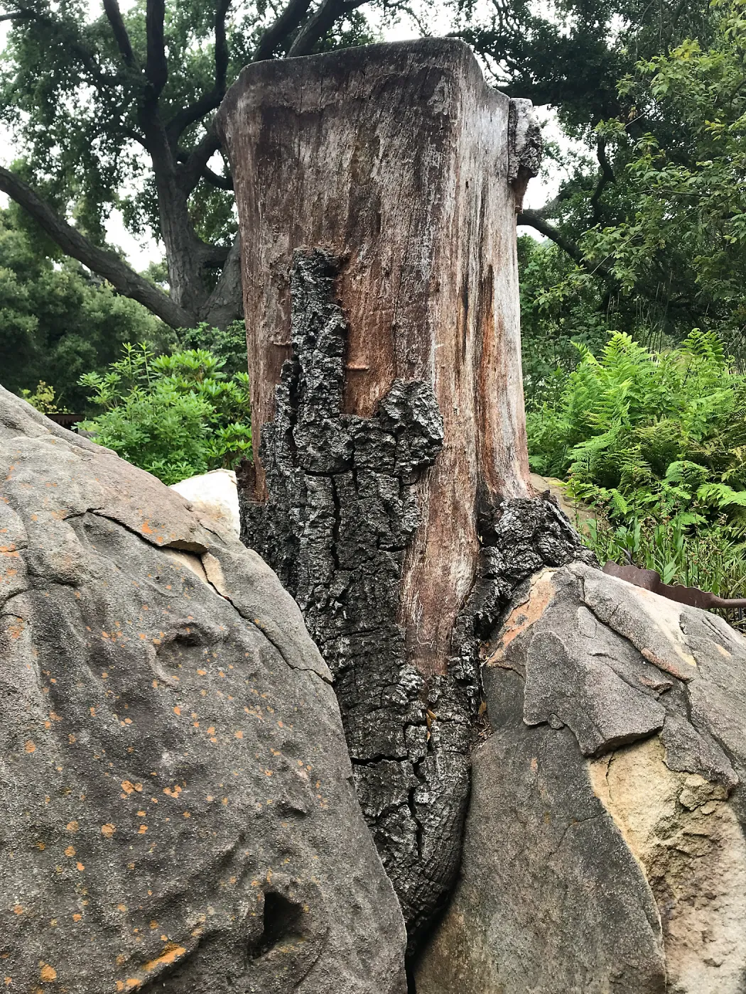 Stump of removed oak north of the Information Kiosk