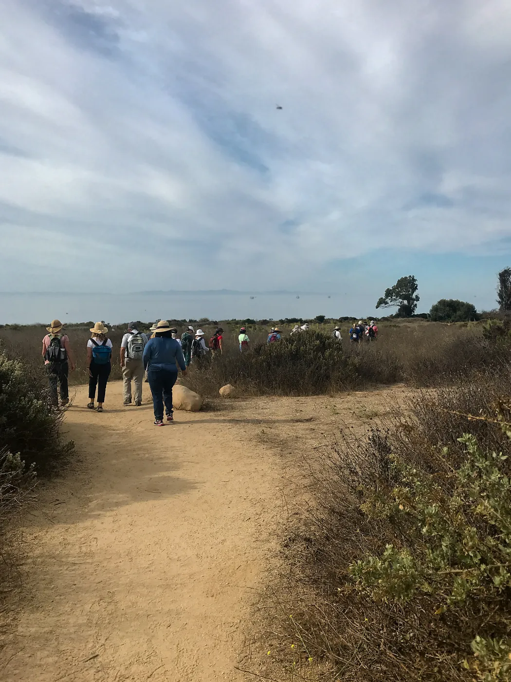 Carpinteria Bluffs and Marsh Field Trip