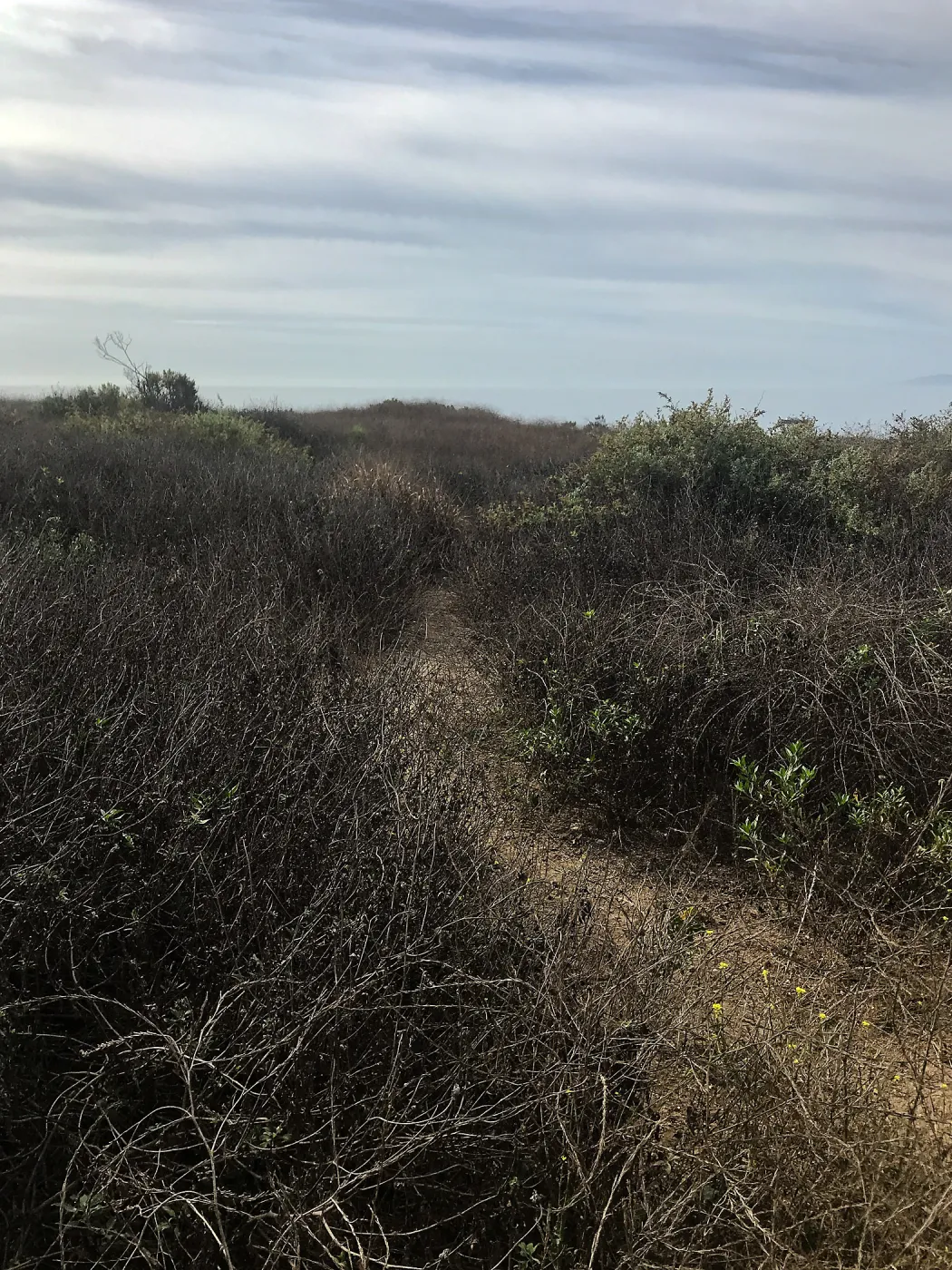 Carpinteria Bluffs and Marsh Field Trip