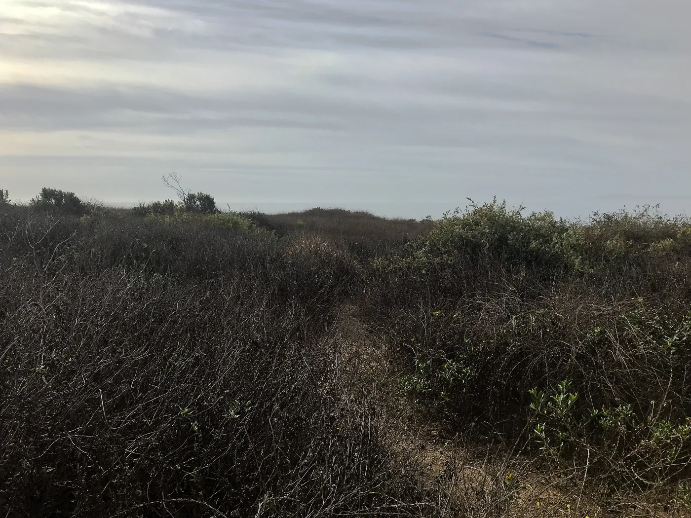 Carpinteria Bluffs and Marsh Field Trip