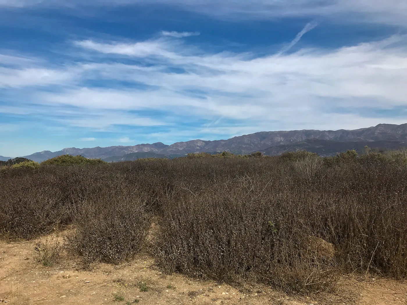 Carpinteria Bluffs and Marsh Field Trip