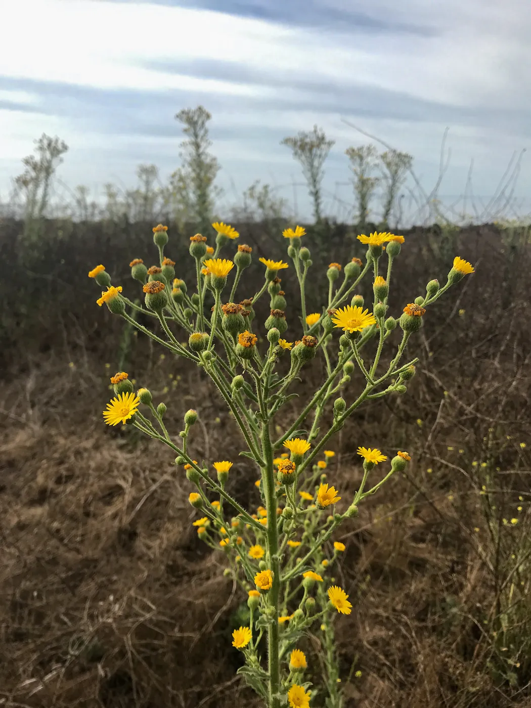 Carpinteria Bluffs and Marsh Field Trip
