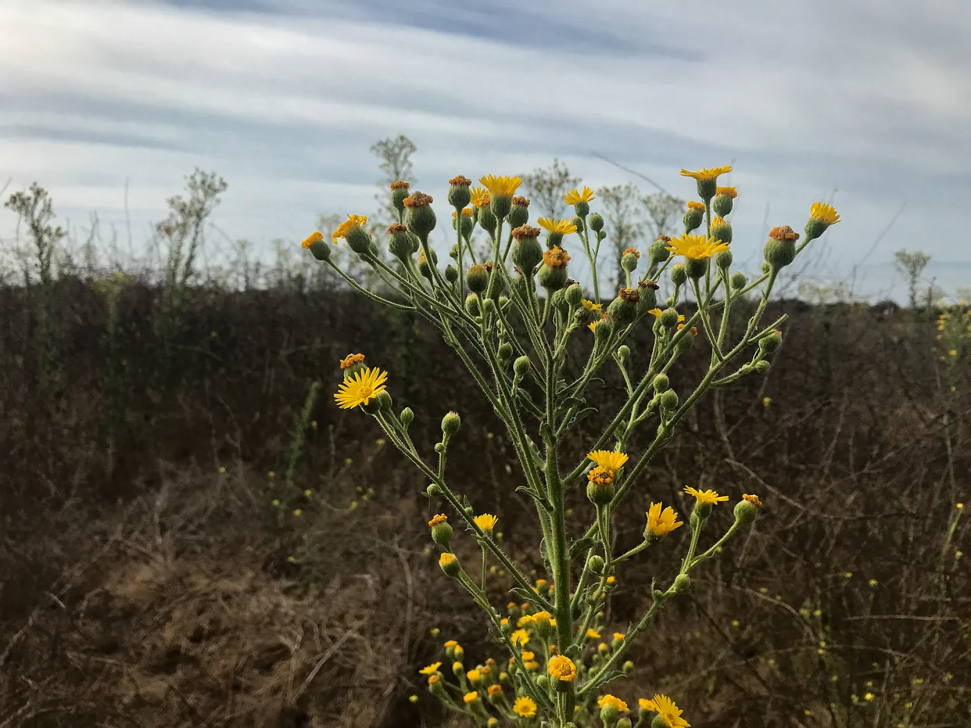 Carpinteria Bluffs and Marsh Field Trip