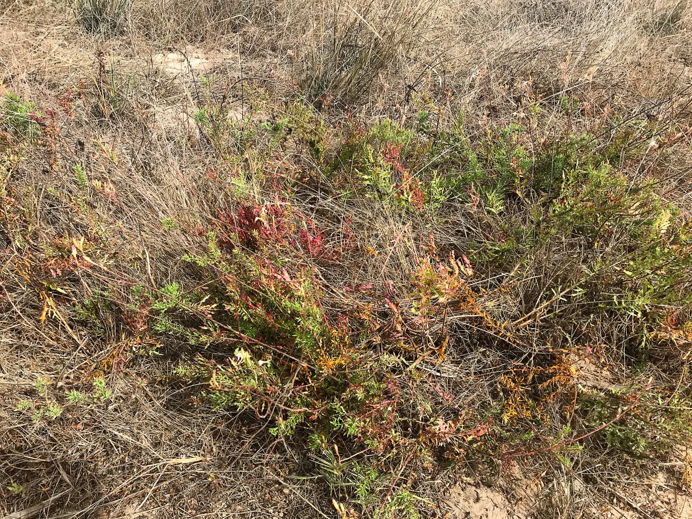 Carpinteria Bluffs and Marsh Field Trip