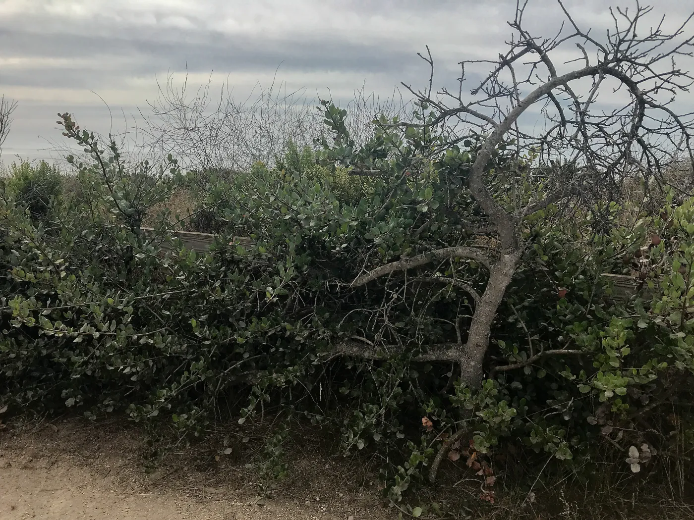 Carpinteria Bluffs and Marsh Field Trip