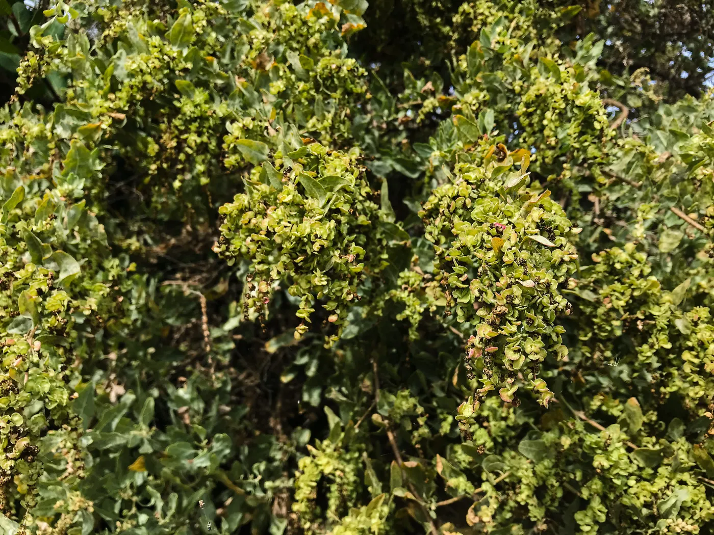 Carpinteria Bluffs and Marsh Field Trip