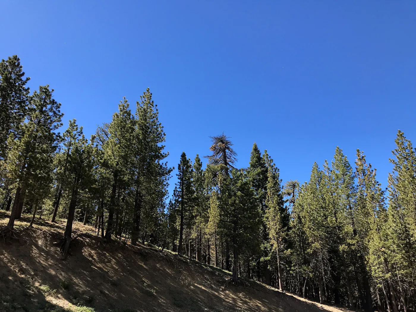 Mt. PiÃ±os field trip
