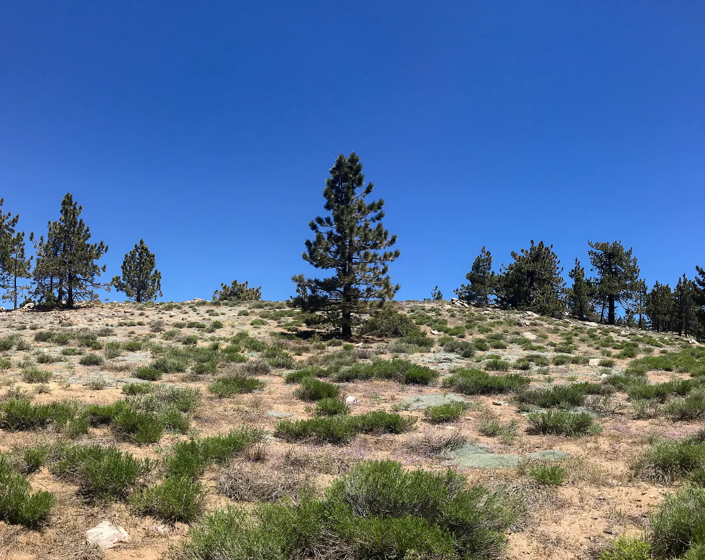 Mt. PiÃ±os field trip