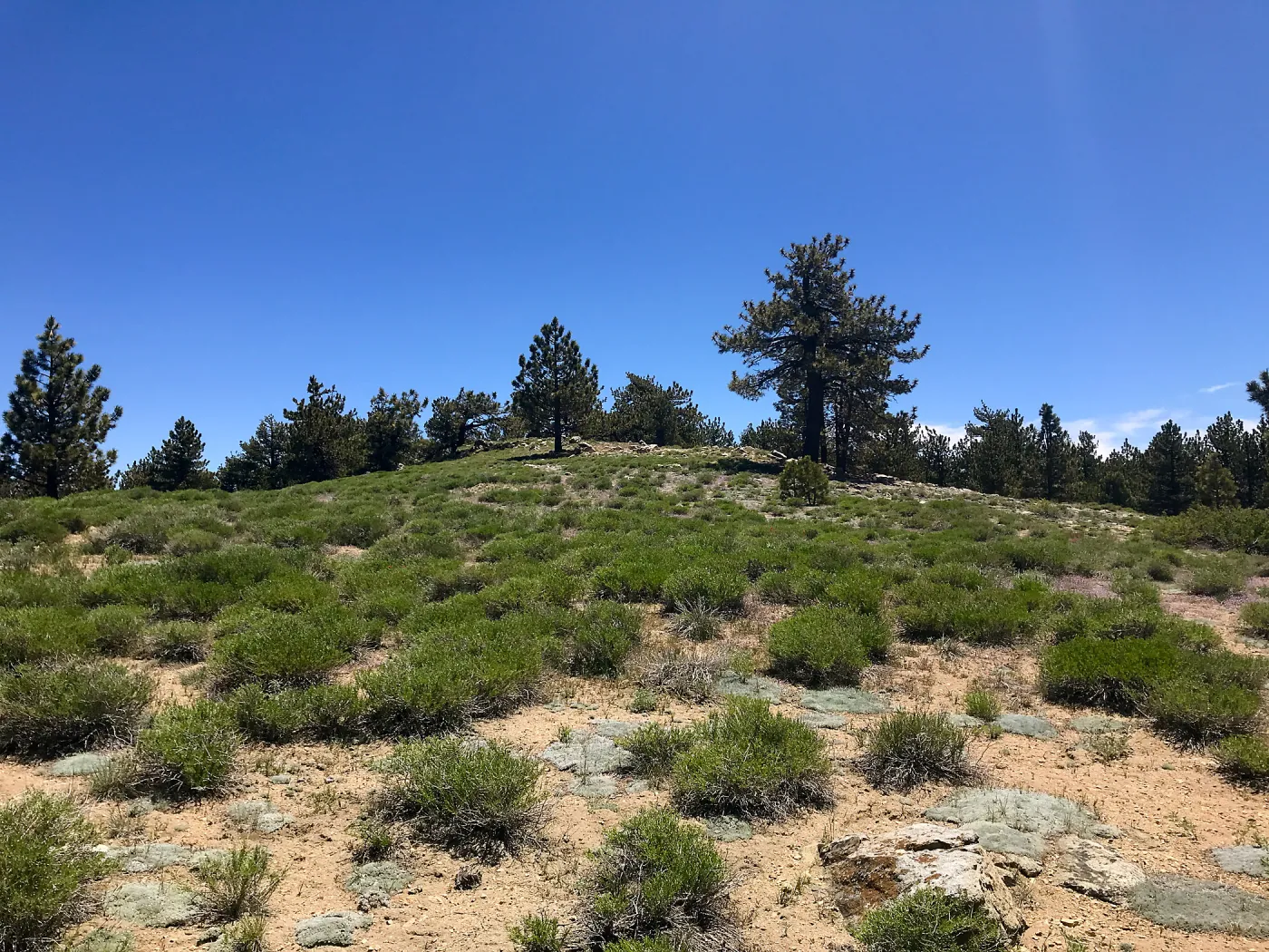 Mt. PiÃ±os field trip
