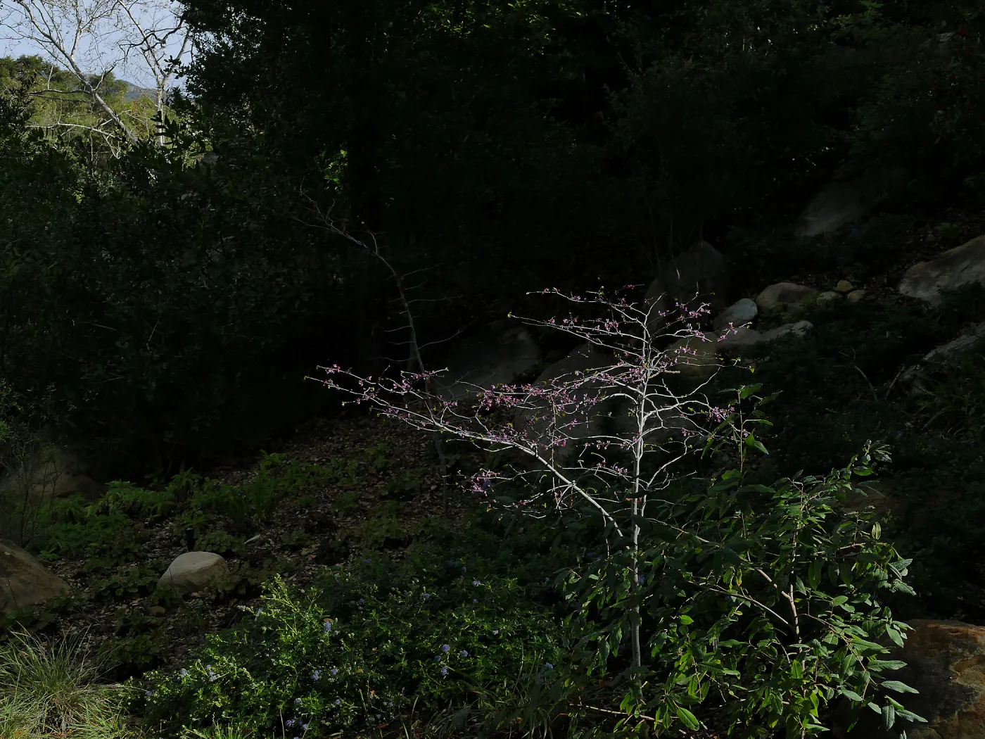Western Redbud